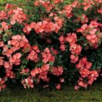 La Rosa Douceur Normande presenta un Rosaio dalla fioritura abbondante e regolare durante tutta la bella stagione.
