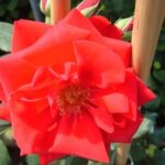 La Rosa Exploit è caratterizzata da abbondanti fioriture di un luminoso color rosso scarlatto