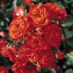 Rosaio di Rosa Farandole