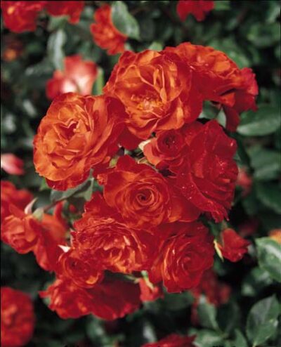 Rosaio di Rosa Farandole