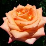 Rosa Folklore bicolore dai colori pastello