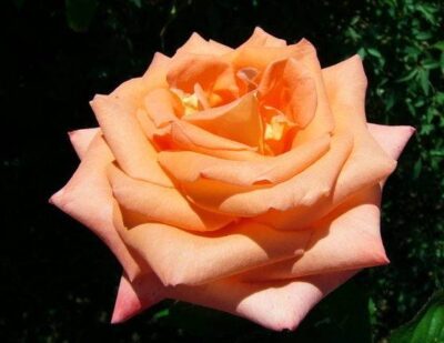 Rosa Folklore bicolore dai colori pastello