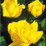 La Rosa Gina Lollobrigida è dotata di uno splendido rosaio ornato da grandi fiori color giallo oro