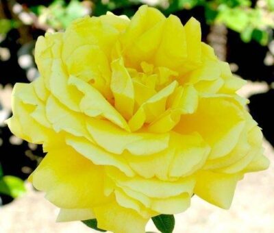 ROSA GINA LOLLOBRIGIDA - immagine 3