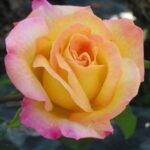La Rosa Gioia è Senz'altro la rosa più famosa e coltivata nel mondo