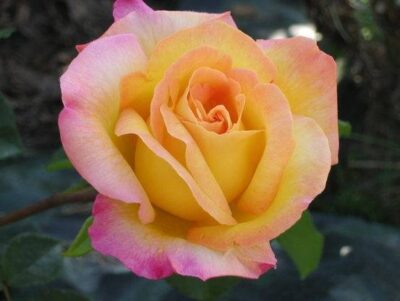 La Rosa Gioia è Senz'altro la rosa più famosa e coltivata nel mondo