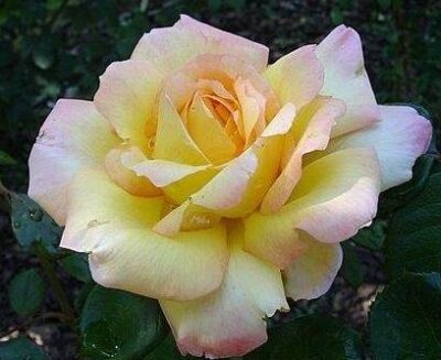 ROSA GIOIA (=MME. A. MEILLAND; PEACE) - immagine 2
