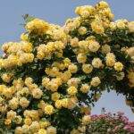 Rosa Gpt RIMOSA® Meigronurisar
