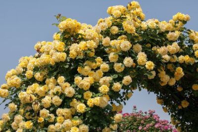 Rosa Gpt RIMOSA® Meigronurisar