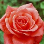 La Rosa Interflora è una Rosa dal profumo delicato ed ideale per fiore reciso