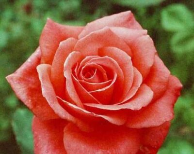 La Rosa Interflora è una Rosa dal profumo delicato ed ideale per fiore reciso