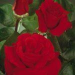 La Rosa Jacques Prevert presenta un`abbondanza di fiori grandi, leggermente profumati, di colore rosso fragola