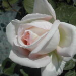 La Rosa Jardins de Bagatelle presenta un fiore romantico e profumatissimo di color bianco-crema