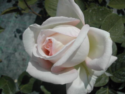 La Rosa Jardins de Bagatelle presenta un fiore romantico e profumatissimo di color bianco-crema