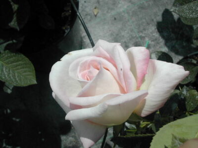 ROSA JARDINS DE BAGATELLE - immagine 2