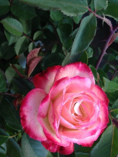 ROSA JUBILE DU PRINCE DE MONACO - immagine 2