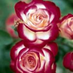 Particolare del fiore di Rosa Jubilè du Prince de Monaco