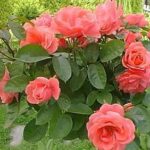 La rosa kalinka è una floribunda rampicante dal colore rosa tenue e profumo intenso
