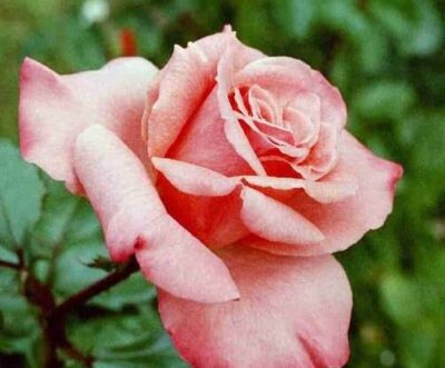 ROSA KALINKA GPT - immagine 2