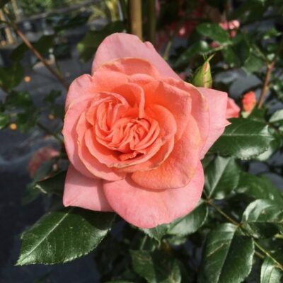 particolare del fiore di rosa kalinka gpt