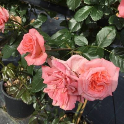 fiori di rosa kalinka gpt