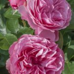 Rosa LEONARDO DA VINCI® Meideauri