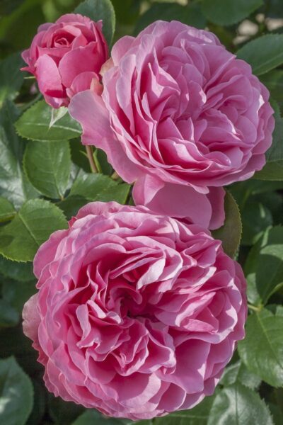 Rosa LEONARDO DA VINCI® Meideauri