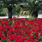 Rosa La Sevillana è un Rosaio unico al mondo. Si distingue per la sua incredibile fioritura che si sviluppa da maggio fino ad arrivare al tardo autunno
