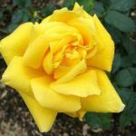 la rosa landora produce bellissimi fiori di colore giallo oro brillante