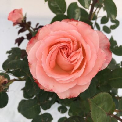 fiore di rosa lara