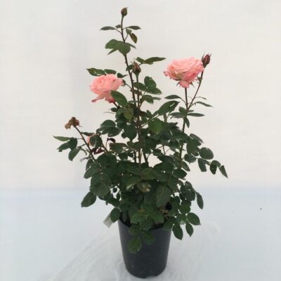pianta in vaso di rosa lara