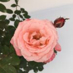 particolare del fiore di rosa lara