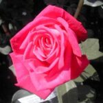 La Rosa Lolita Lempicka è un Rosaio sano che si adorna di fiori eleganti dall'intenso profumo fruttato