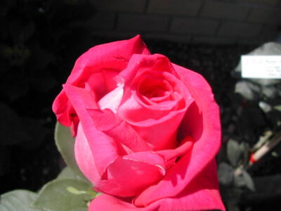 ROSA LOLITA LEMPICKA - immagine 2