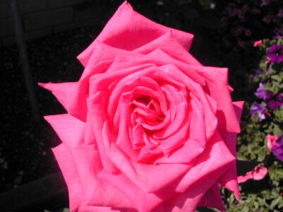 ROSA LOLITA LEMPICKA - immagine 3