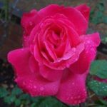 La Rosa Maria Callas è un ibrido di tea rampicante di colore rosa, dal profumo forte