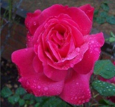 La Rosa Maria Callas è un ibrido di tea rampicante di colore rosa, dal profumo forte