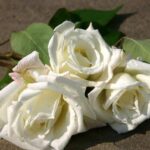 La Rosa Mrs Herbert Stevens botanicamente è un Ibrido di Tea rampicante dal colore bianco e profumo intenso