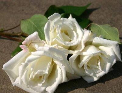 La Rosa Mrs Herbert Stevens botanicamente è un Ibrido di Tea rampicante dal colore bianco e profumo intenso