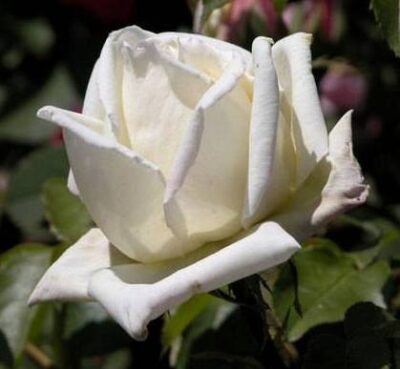 ROSA MRS HERBERT STEVENS GPT - immagine 2
