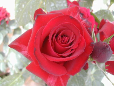 primo piano di Rosa Niccolo' Paganini
