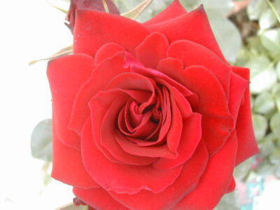 Particolare del fiore di Rosa Niccolo' Paganini