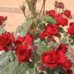 fiori di rosa niccolo' paganini