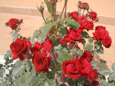 fiori di rosa niccolo' paganini