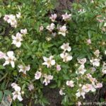 La Rosa Nozomi è una pianta densa, ricoprente, con fiori piccoli, rosa perla, sfumati di violetto