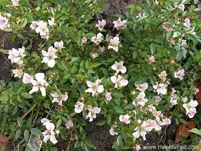 La Rosa Nozomi è una pianta densa, ricoprente, con fiori piccoli, rosa perla, sfumati di violetto