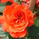 La Rosa Orange Meillandina è la rosa rampicante ideale per terrazze, balconi e muri.