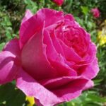 La Rosa Otello è Molto profumata. Fogliame decorativo rosso scuro.