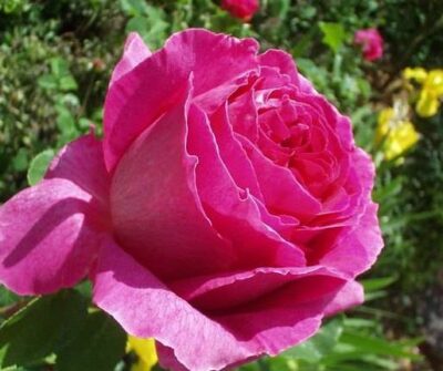 La Rosa Otello è Molto profumata. Fogliame decorativo rosso scuro.