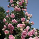 Rosa PIERRE DE RONSARD® Meiviolin